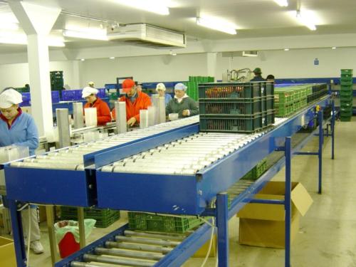 Strawberry Packing Line 2